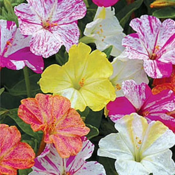 20 Pcs Beautiful Four O Clock Flower Seeds-MIRABILIS JALAPA /  (FL114)