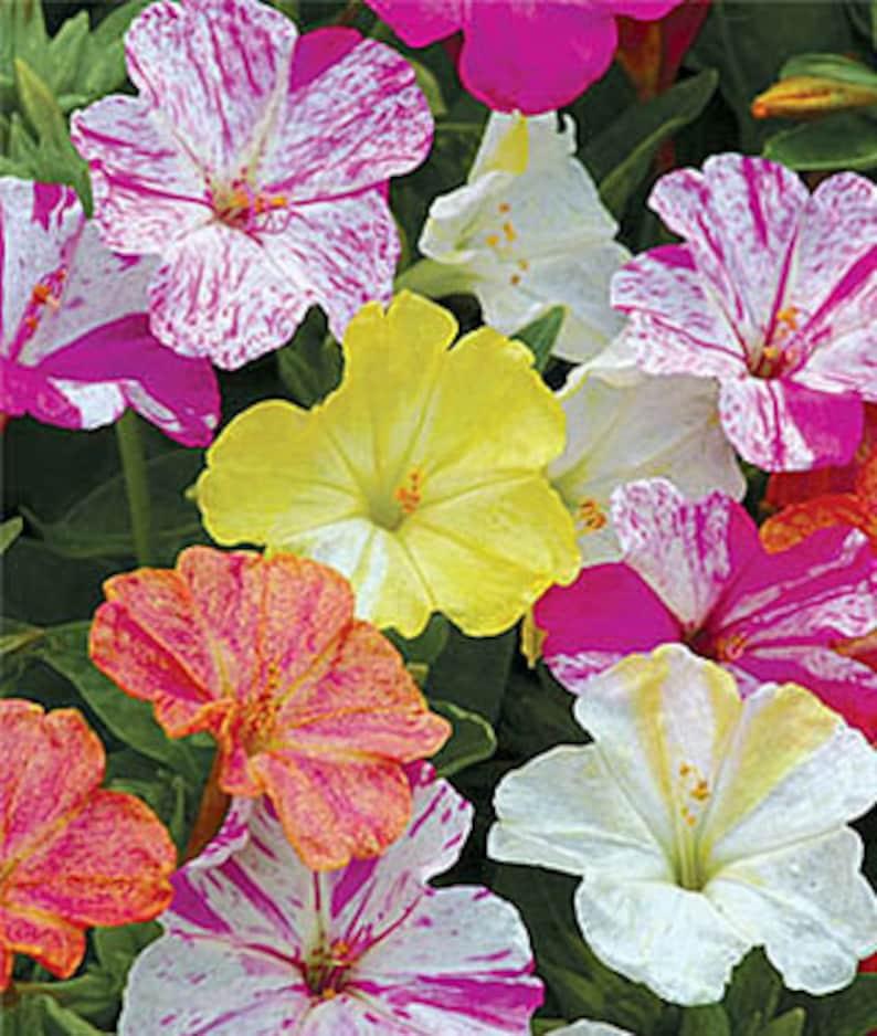 20 Pcs Beautiful Four O Clock Flower Seeds-MIRABILIS JALAPA / FL114 image 1