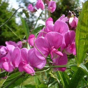 May include: A cluster of pink sweet pea flowers with green leaves and stems. The flowers are in bloom and have a delicate, ruffled appearance.