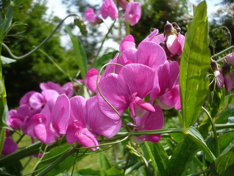 May include: A cluster of pink sweet pea flowers with green leaves and stems. The flowers are in bloom and have a delicate, ruffled appearance.