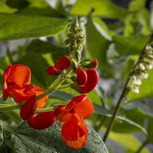 20 st scharlakansröd springbönsmix - Phaseolus Coccineus Mix - eldböna - scharlakansröd kejsare - lockar kolibrier - FL649