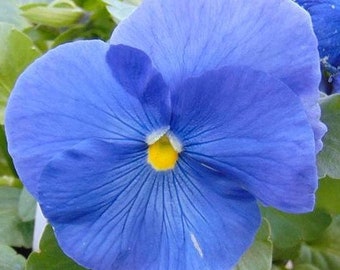 パンジーランプ大 il_340x270.4566434580_p3z1.jpg