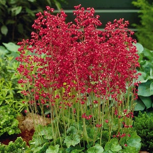 Könnte beinhalten: Eine Gruppe von roten Korallenblumen in voller Blüte. Die Blüten sind klein und glockenförmig und wachsen an hohen Stielen. Die Pflanze befindet sich in einem Garten.
