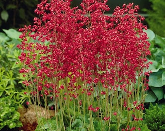 50 piezas Semillas de luciérnaga de campana de coral- Campanas de coral rojo-Semillas de luciérnaga Heuchera Sanguinea-Perenne de hoja perenne brillante!-FL414