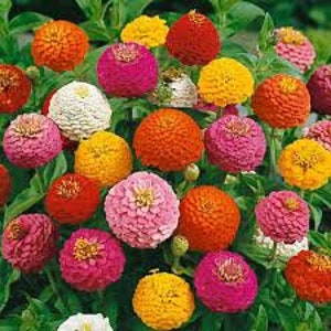 100 stuks Zinnia lilliput gemengde kleuren bloemzaad- ZINNIA ELEGANS / (FL107)