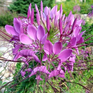 100 Pcs  Cleome  Pink Queen Flower seeds- Spider Flower- CLEOME HASSLERIANA/ (FL101)