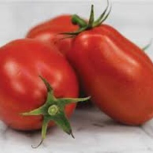 50 Pcs Organic Roma Tomato -Non GMO- SOLANUM LYCOPERSICUM /  (V025)