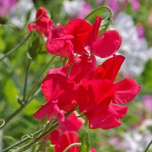 May include: A cluster of vibrant red sweet pea flowers in bloom. The flowers are arranged in a delicate cascade, showcasing their intricate petals and delicate stems.