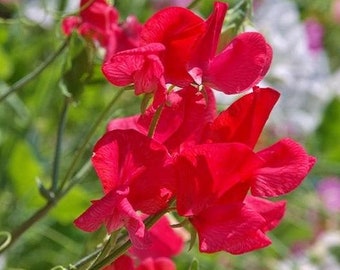 30 pezzi di semi di fiori di pisello dolce Royal Scarlet-eccellente per bouquet-Lathyrus Odoratus-FL650-bellissima pianta rampicante