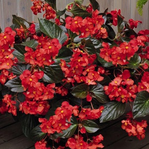 50 Pcs Red Wax Begonia Flower Seeds- BEGONIA SEMPERFLORENS- Flower bloom all summer With little maintenance/FL460