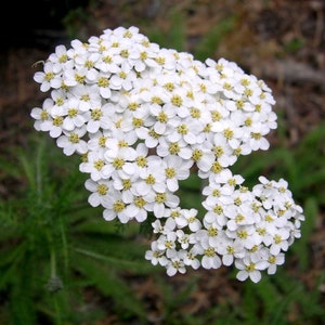 500Pcs Yarrow White Summer Flower Seeds-Yarrow White Wildflower-Western Yarrow-Highly Beneficial and MedicinalACHILLEA MILLEFOLIUM/FL421 image 2