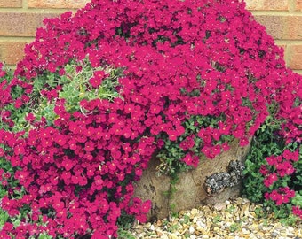 レッドロッククレス（Aubrieta Cultorum）の種子100粒（垂れ下がるように広がる多年生グランドカバー）/（FL183）