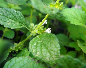 Seed Perennial hot rich mint aroma Organic Non-Gmo Herb-Peppermint 25 Seed Perennial hot rich mint aroma Organic Non-Gmo Herb-Peppermint 25