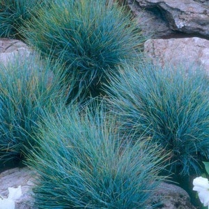 50 stuks blauwzwenkgras siergraszaden-Festuca glauca-semi-groenblijvende bodembedekker meerjarige schoonheid / P035 afbeelding 3