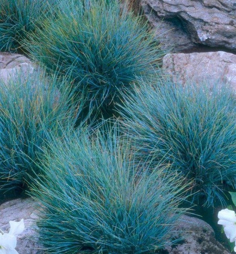 50 stuks blauwzwenkgras siergraszaden-Festuca glauca-semi-groenblijvende bodembedekker meerjarige schoonheid / P035 afbeelding 3