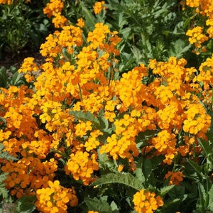 50 Pcs Siberian Wallflower Seeds-FL242 Cheiranthus Allionii-Attracts Butterflies-Simply Beautiful zdjęcie 2