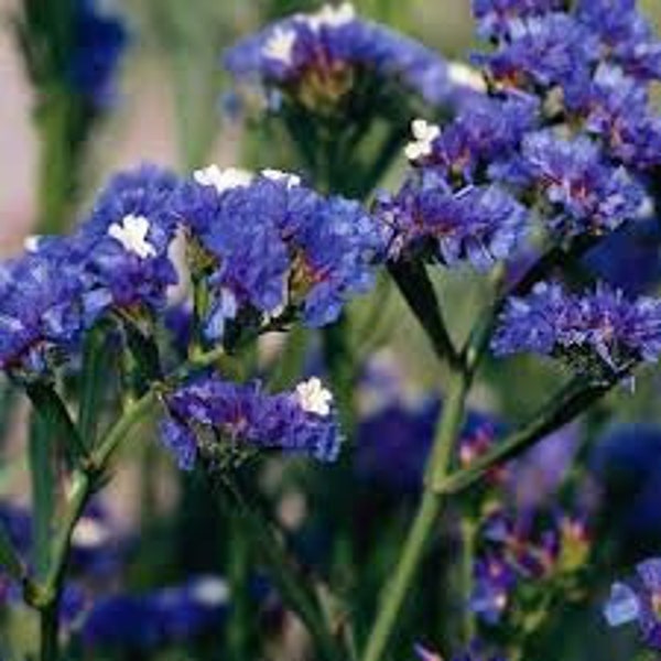 50 Pcs Blue River Statice Flower Seeds-LIMONIUM SINUATUM- Beautiful and Exotic Annual!/ FL372