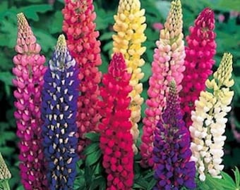 50 Pcs Russell Mix Seeds-Beautiful Perennial-Lupinus polyphyllus-FL269-Multi Colored Perennial Beauty!