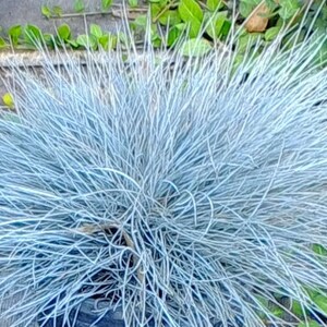 50 stuks blauwzwenkgras siergraszaden-Festuca glauca-semi-groenblijvende bodembedekker meerjarige schoonheid / P035 afbeelding 5
