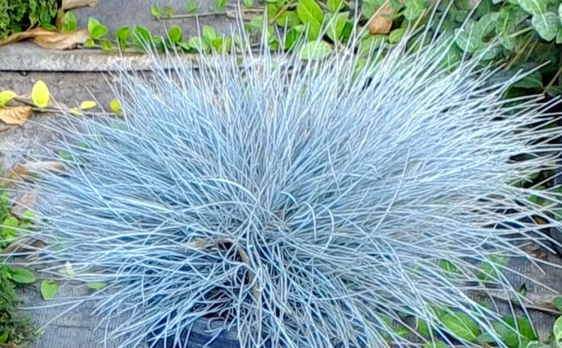 50 stuks blauwzwenkgras siergraszaden-Festuca glauca-semi-groenblijvende bodembedekker meerjarige schoonheid / P035 afbeelding 5