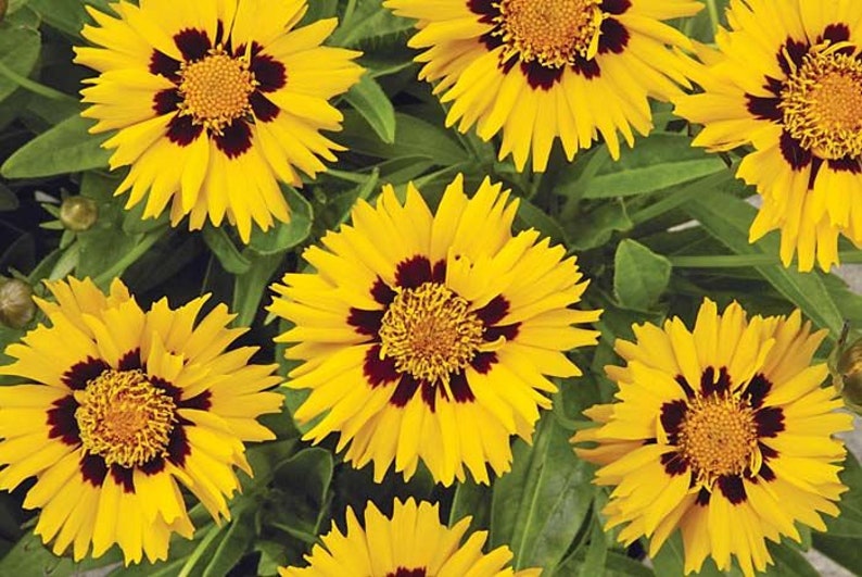 50Pcs Coreopsis Glandiflora Sunfire Perennial Flower Seeds FL342 image 5