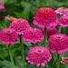 see more listings in the Perennial Flowers/Plants section