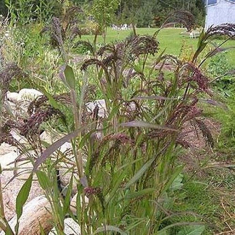 30 Stück Violette Panikgrassamen-Panicum Violaceum/P062/Ornamental Purple Millet Grass Seeds/Annual Beauty Exzellent für getrocknete Arrangements Bild 2