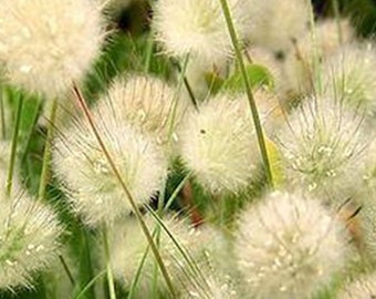 100 Pcs Bunny Tail Ornamental Grass Seed- Beautiful Ornamental Annual Grass/FL224/ Lagurus Ovatus