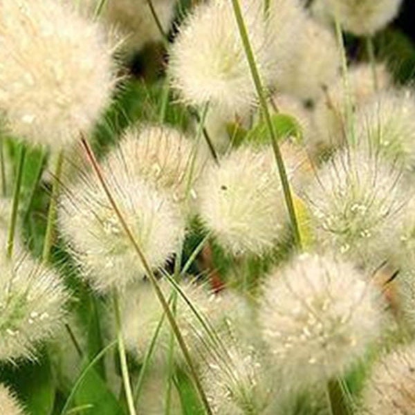 100 Stück Bunny Tail Ziergrassamen - Schönes dekoratives einjähriges Gras / FL224 / Lagurus Ovatus