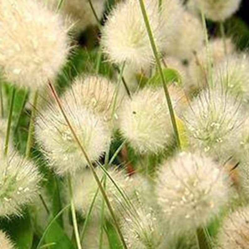 May include: A close-up of a cluster of fluffy white ornamental grass seed heads. The grass is growing in a field and the seed heads are in various stages of development.