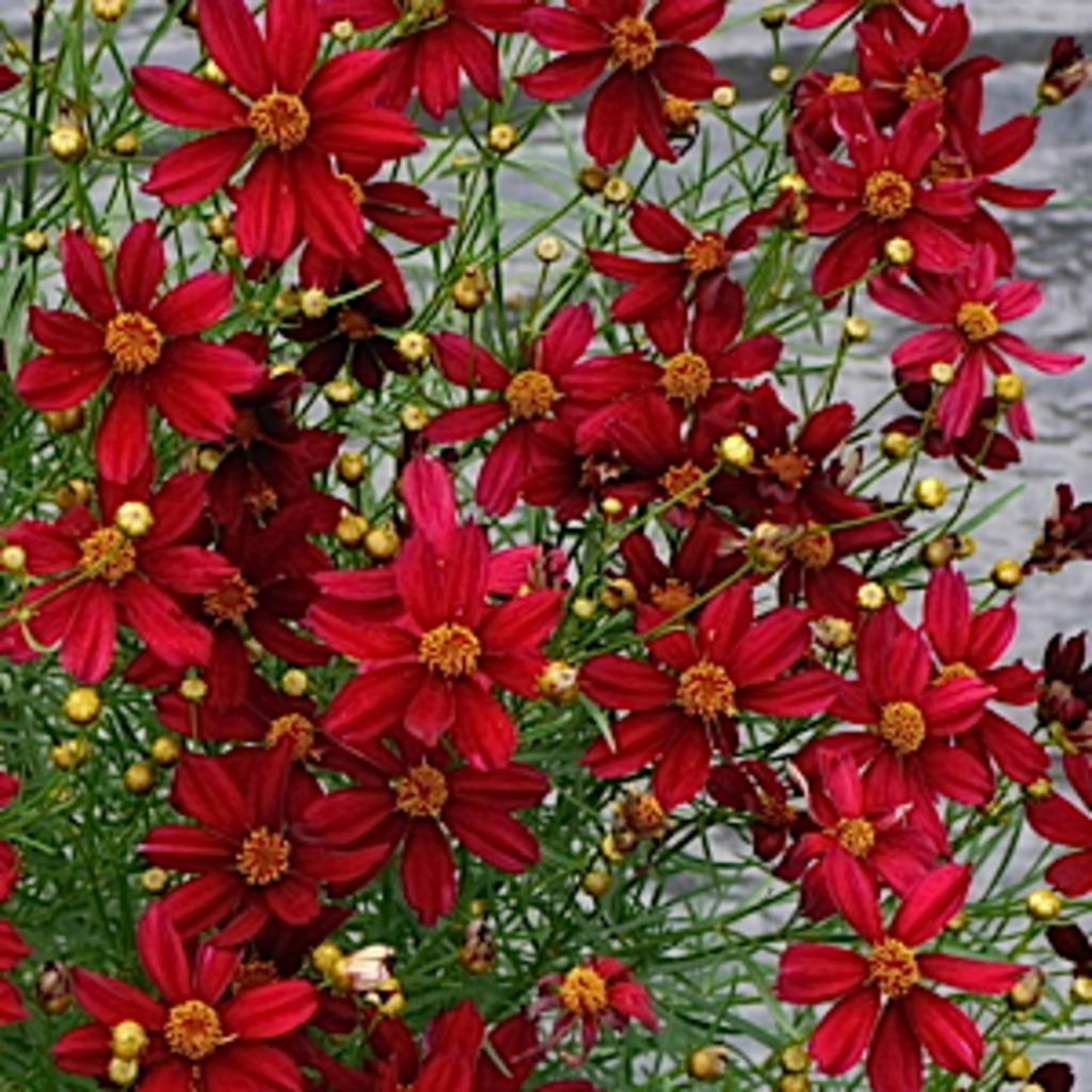 50 Pcs Dwarf Red Coreopsis Tinctoria Flower Seeds/ FL214/ | Etsy