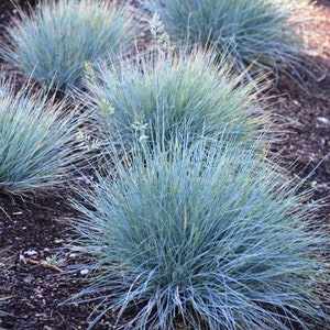 50 stuks blauwzwenkgras siergraszaden-Festuca glauca-semi-groenblijvende bodembedekker meerjarige schoonheid / P035 afbeelding 2