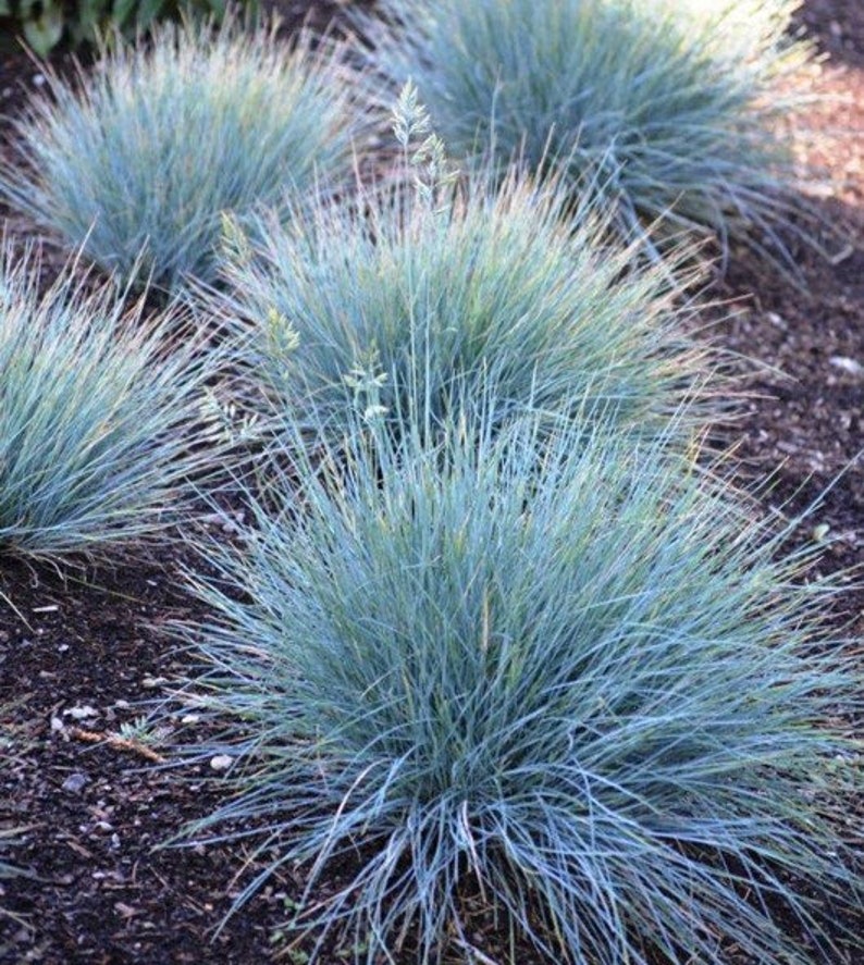 50 stuks blauwzwenkgras siergraszaden-Festuca glauca-semi-groenblijvende bodembedekker meerjarige schoonheid / P035 afbeelding 2