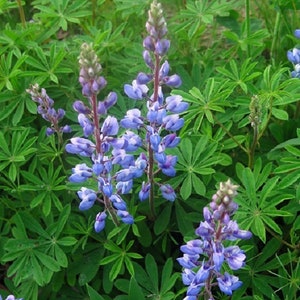 50 Pcs Exotic Wild Lupine Perennis Seeds-FL253-Excellent Perennial that enriches the soil-Attracts Hummingbirds, Butterflies etc image 1