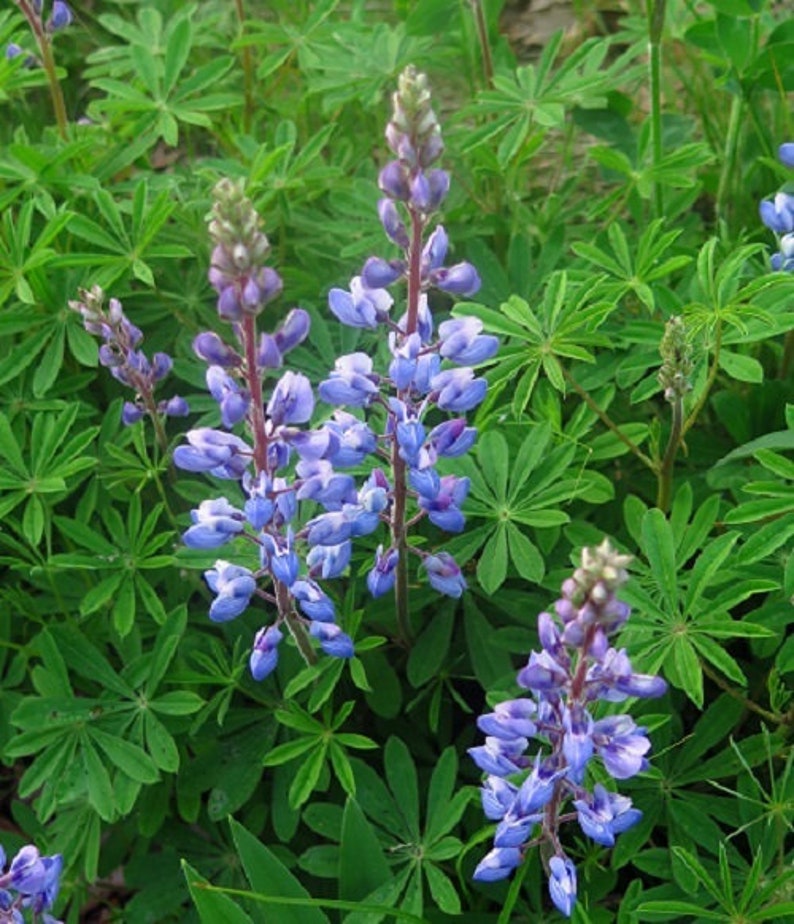 50 Pcs Exotic Wild Lupine Perennis Seeds-FL253-Excellent Perennial that enriches the soil-Attracts Hummingbirds, Butterflies etc image 1
