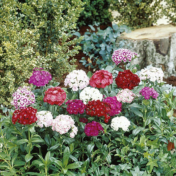 100 Pcs Sweet William Flower Seeds-single Mix Perennial for