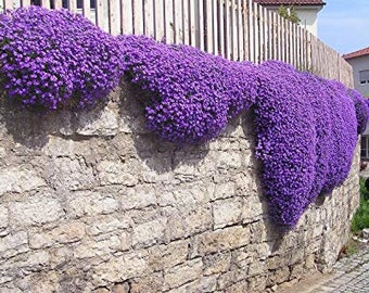 ムラサキイワナズナ（カスケード状）種子 100粒 - マット状に広がる多年草 - AUBRIETA HYBRIDA / (FL193)