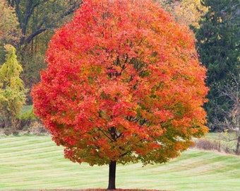 10 個以上のサトウカエデの種子 - Acer saccharum - ロックカエデの木