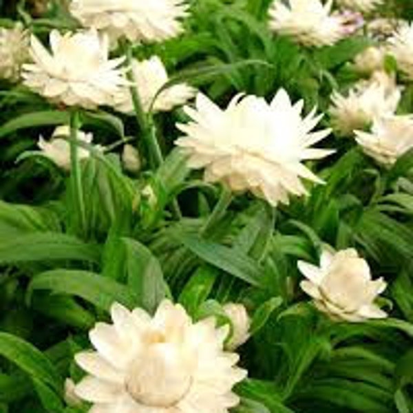 100 Pcs  Helichrysum White Flower Seeds-White Strawflower Seeds Helichrysum Bracteatum -Stately Annual/FL767