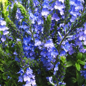 50 Pcs Veronica Teucrium Flower Seeds Hungarian speedwell Royal Blue Speedwell-Austriaca-FL262 Saw-leaved speedwell-Austrian speedwell image 3