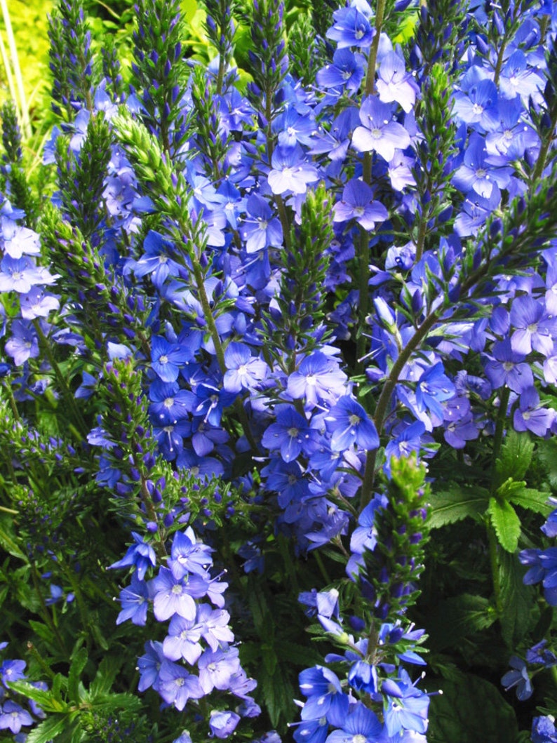 50 Pcs Veronica Teucrium Flower Seeds Hungarian speedwell Royal Blue Speedwell-Austriaca-FL262 Saw-leaved speedwell-Austrian speedwell image 3