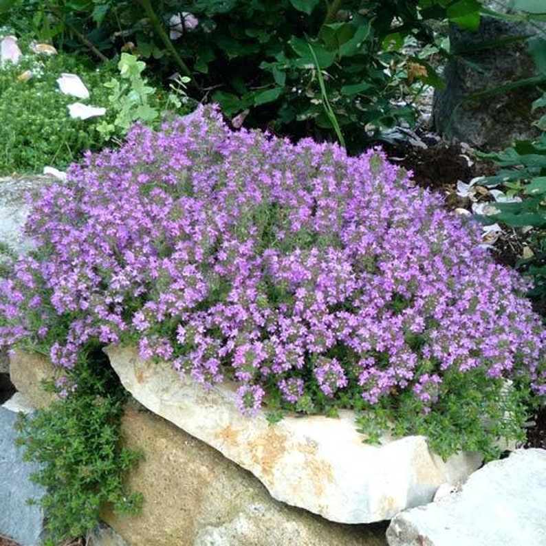 1000 Pcs Ground Cover Creeping Thyme Seeds-THYMUS SERPYLLUMMagic CarpetFL1964-6 Inches Tall image 4