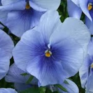 50 st. ljusblå blomfrön av schweizisk pensé - klar kristall ljusblå - VIOLA WITTROCKIANA - FL204 - extremt söt pensé