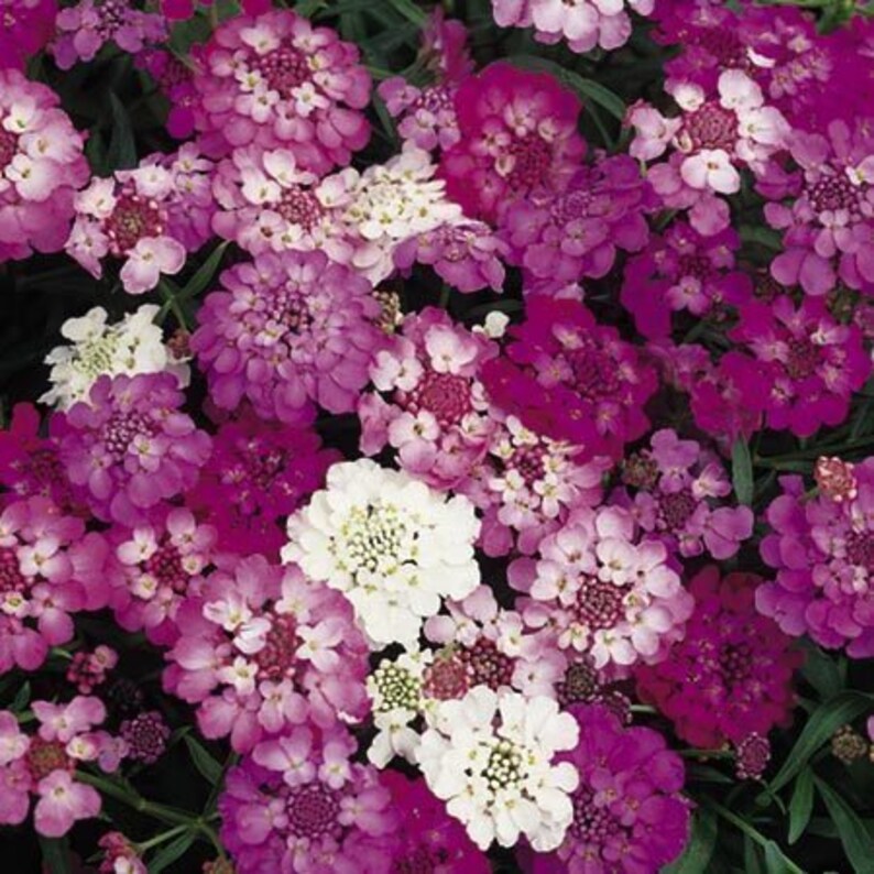 50 Pcs Candytuft Umbellata Mixed Color Flower Seeds Annual Etsy