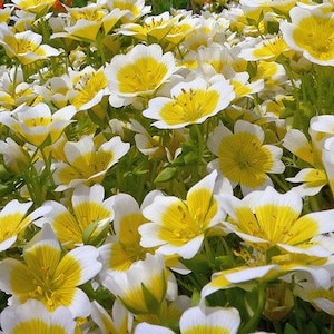 以下が含まれることがあります： 黄色い中心を持つ白と黄色の花が咲く畑。花は満開で、緑豊かな緑の畑で育っています。