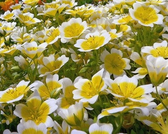 50 Poached Egg Plant Seeds/Limnanthes Douglasii/RHS Garden of Merit Award Winner/Meadowfoam/Attracts Bees/Long Blooming Annual/FL514