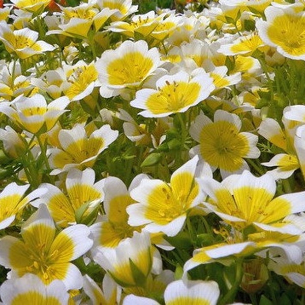 50 Poached Egg Plant Seeds/Limnanthes Douglasii/RHS Garden of Merit Award Winner/Meadowfoam/Attracts Bees/Long Blooming Annual/FL514