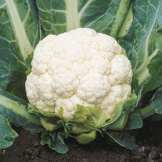 Frischer Blumenkohl | 1 Stück, Nachhaltig Angebaut & Klimaneutral Versendet – Perfekt Für Gesunde Gerichte