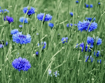 100 Pcs Cornflower Blue Boy Seeds- Centaurea Cyanus Blue Boy-Greatly Beneficial Annual- Cornflower Blue-Bachelor's Button--FL615
