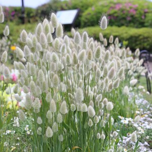 100 Pcs Bunny Tail Ornamental Grass Seed- Beautiful Ornamental Annual Grass/FL224/ Lagurus Ovatus image 3